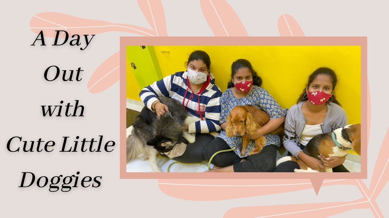 A Day with Cute Little Doggies at Pawkies Dog Cafe Kandivali YouTube
