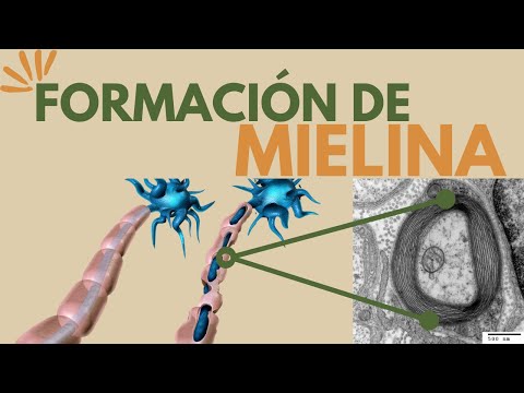 Vídeo: Deficiència De Mielina En Gossos