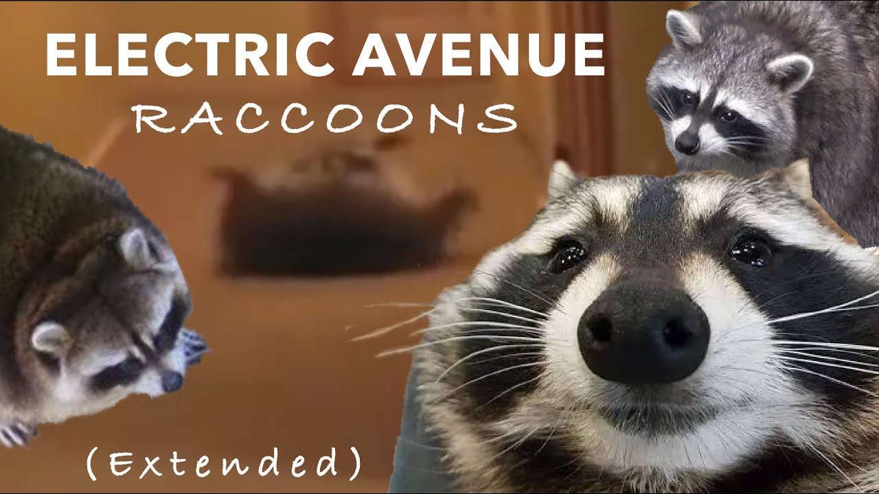 We Gonna Rock Down To Electric Avenue Raccoon Electric Avenue Raccoons (Extended) - YouTube