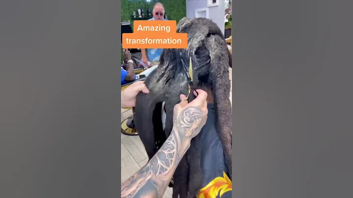 Dreadlock Buildup #TSA #dreads #dreadstyles #dreadlocks #shorts