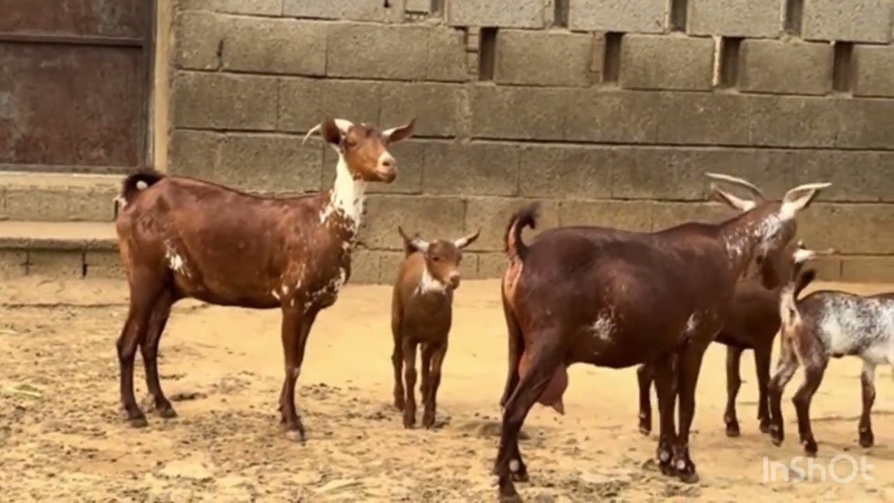 أغنام دهم وشح