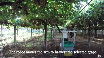 Table Grape Robotized Harvesting