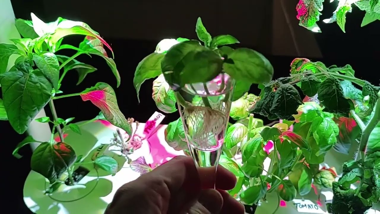 Click and Grow Smart Garden 9 week 6, planting Lavender, transplanting basil, arugula/rocket update.