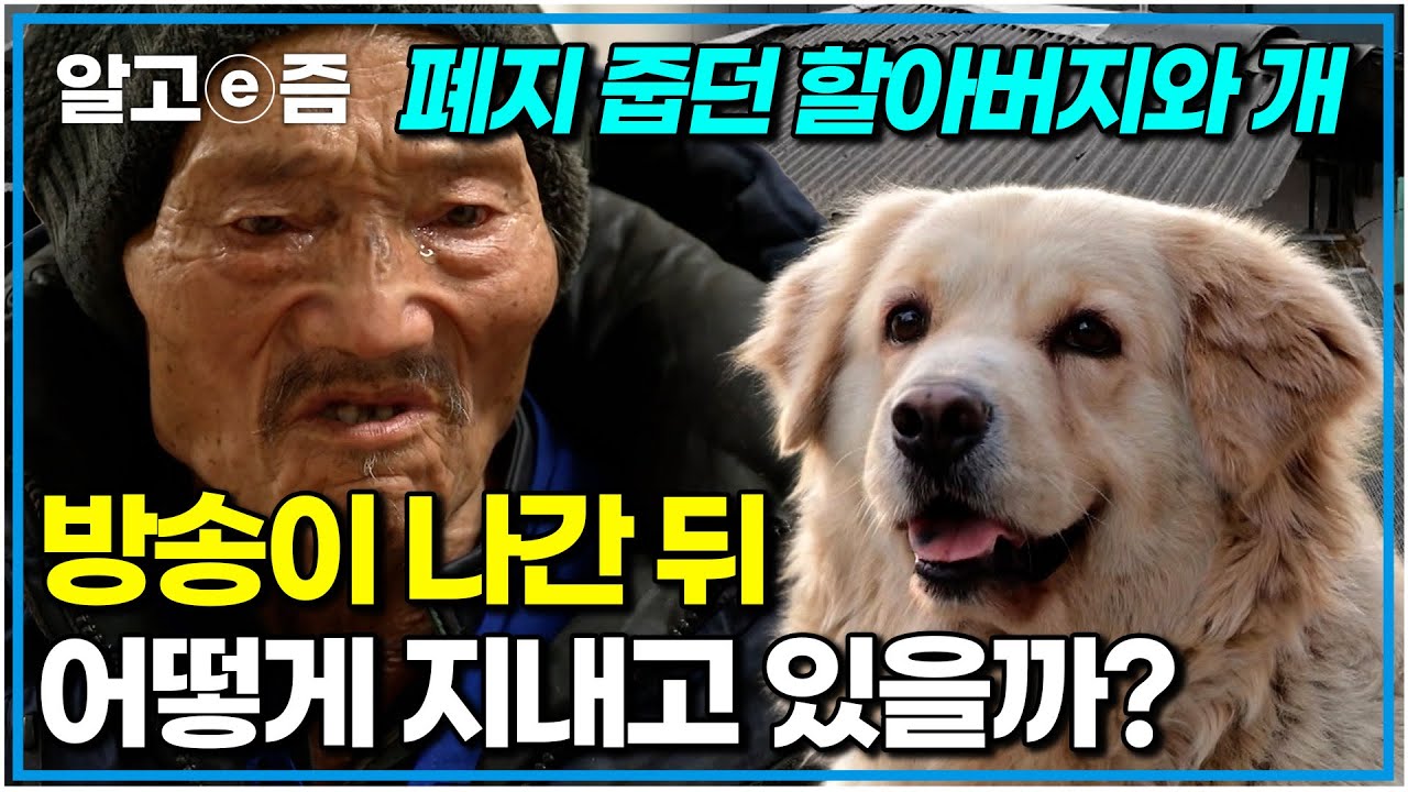 감동 실화🥲고물상 강아지 대박이네 근황. 심장사상충 완치 후 철거된 집의 충격적 반전｜세상에 나쁜 개는 없다｜알고e즘