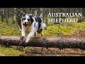 Щенок австралийской овчарки [Australian Shepherd]