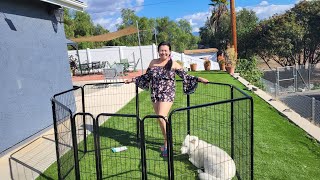 Dog Playpen Kennel Video Review  Amazon Product