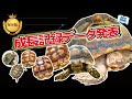 ★【ケヅメリクガメ成長記録データ】【必ず知るべき】どれくらいの速さでどれだけ大きくなるのか具体的に飼育技師が解説 @ZOOTIMEch
