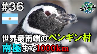 #36【ペンギン村】南極まで行かなくてもいいくらい大量のペンギンが見れた（パタゴニア③ / アルゼンチン②）
