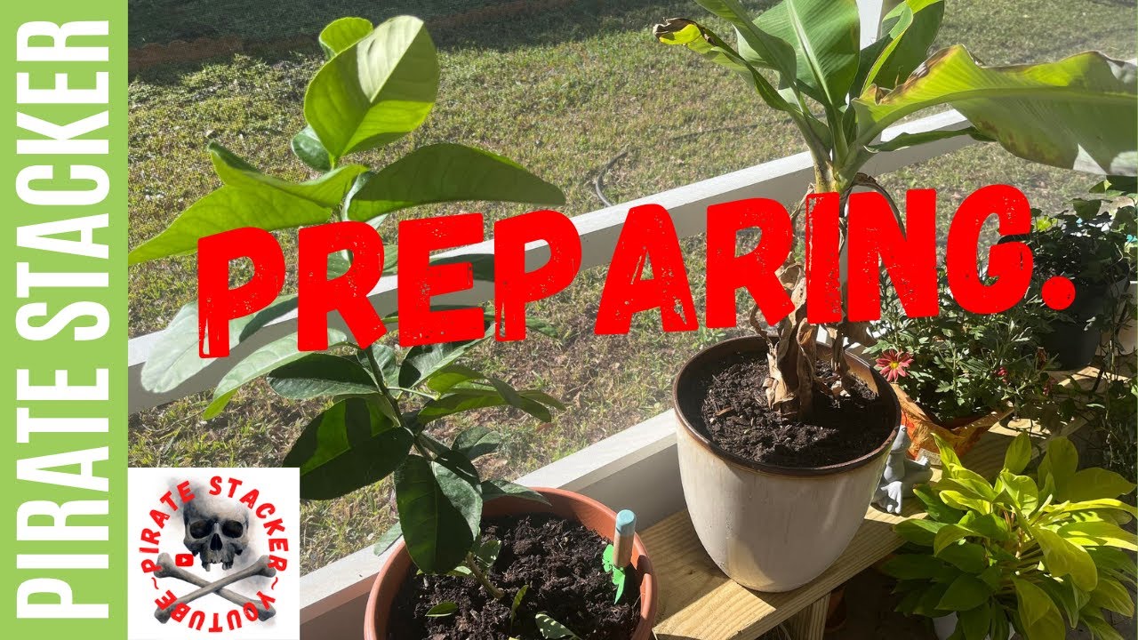 Pirate Score Free Fruit Trees arborday free preparedness YouTube Pirate score free fruit trees arborday free preparedness youtube