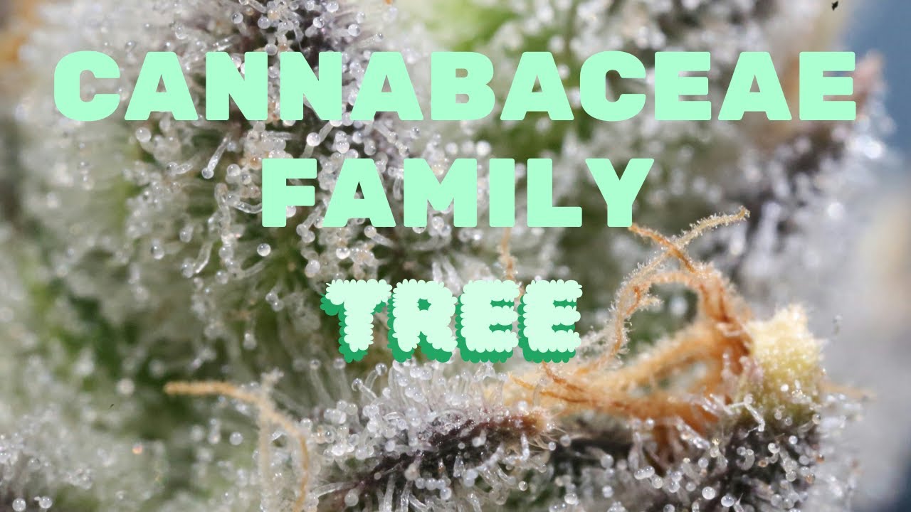 Unraveling the Enchanting World of the Cannabaceae Family: Nature's Green Treasure!