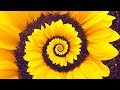 Spiral Dynamics - Stage Yellow