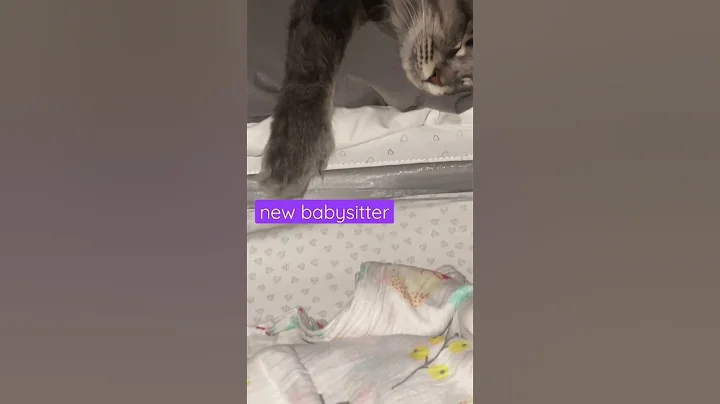 Video 876641: mainecoon cat sleep, cat mainecoon cute funny, mainecoon baby cats, sweet mainecoon, cat newborn baby