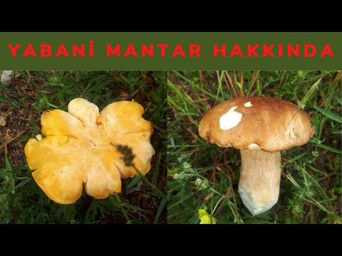 Video: Sahte chanterelles nasıl tanınır?