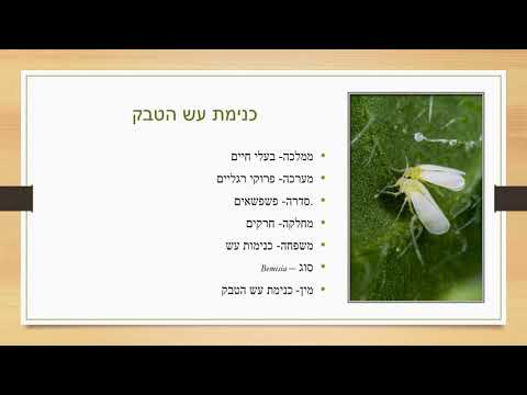 וִידֵאוֹ: גליל עלים תת -קליפה - מזיק לגינה