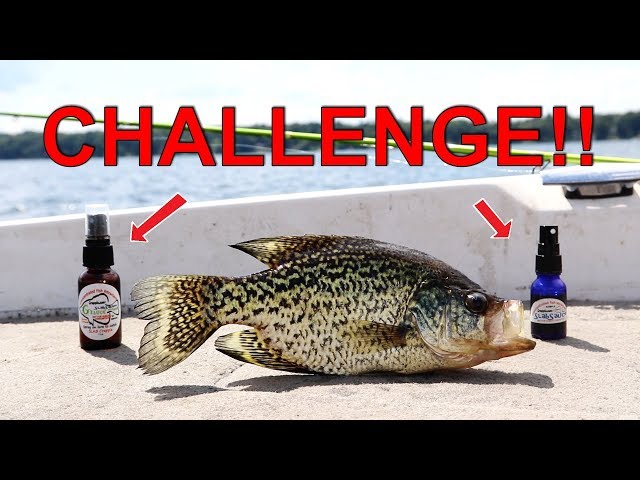 Best Scent for Crappie?!  Slabsauce VS G-Sauce Challenge 