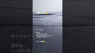 【砂浜】この貝なんなんだろう… #Shorts #TikTok #海岸