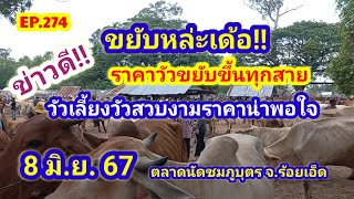 EP.274 ราคาวัววันนี้ 8 มิ.ย. 67 ตลาดนัดชมภูบุตร จ.ร้อยเอ็ด