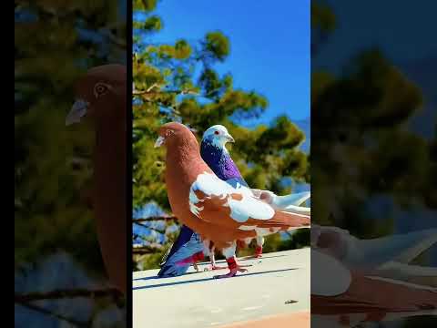 kya shan hai islamic viral naat.  #pigeon #viral #fyb #islam