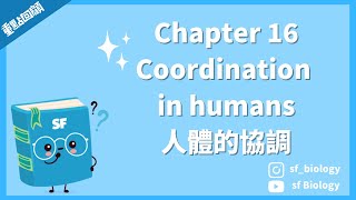 重點回顧: CH16 Coordination in humans 人體的協調