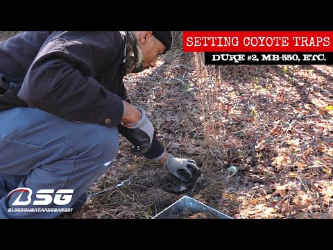SETTING COYOTE TRAPS!!! [Duke #2, MB-550, ETC.] **CHRISTMAS DAY** (12-25-2020) - TRAPLINE - VLOG
