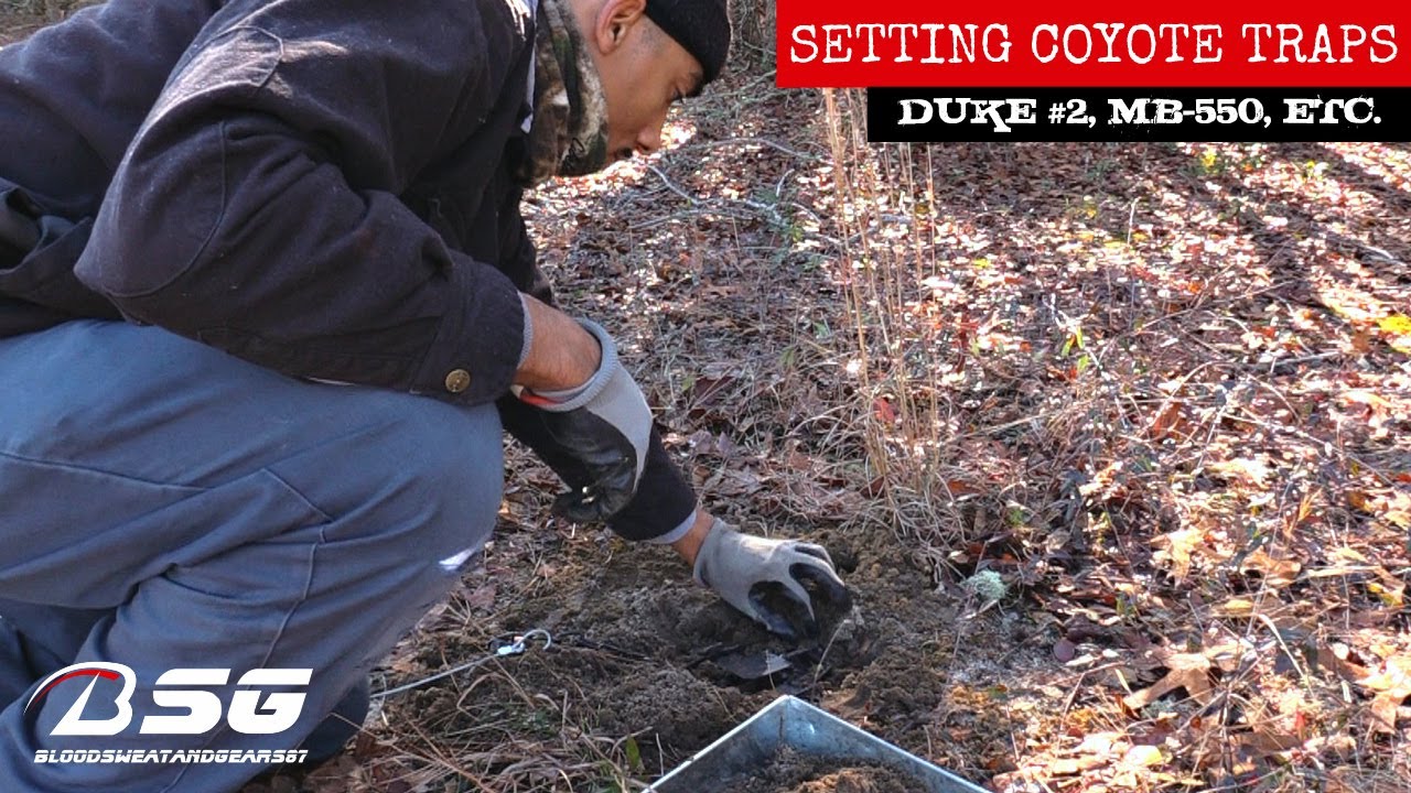 SETTING COYOTE TRAPS!!! [Duke 2, MB550, ETC.] **CHRISTMAS DAY** (12252020) TRAPLINE VLOG