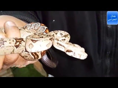 افاعي الزينه ممكن تربيتها داخل المنازل مثل السمك مع جمال العمواسي