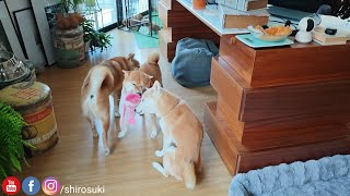 Raya greets Shiro & Suki 1st thing in the morning is everything ♥️♥️