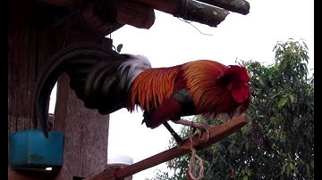 Qaib dib qua zoo thiab zoo nkauj zos phou keo 2019