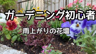 ガーデニング初心者 雨上がりの花壇 4月末 Youtube