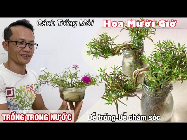 Trồng Hoa Mười Giờ Trong Nước | Rất Dễ Trồng | Dễ Chăm Sóc