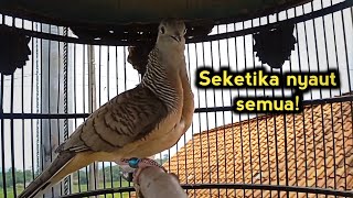 Pancingan perkutut bangkok sangat ampuh bikin perkutut gacor nyaut 