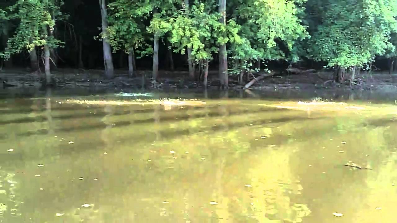 Watch out for flying fish! Asian Carp in Missouri YouTube