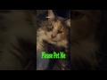 Please Pet Me!!! Milo The Princess Cat! #cat #kitten #catstagram
