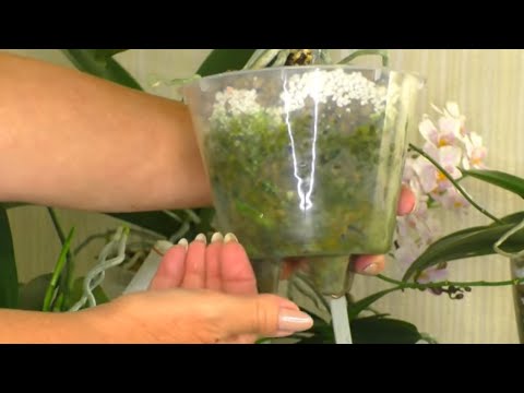 Видео: Почему на моей почве растут водоросли - Исправление роста водорослей на стартовой смеси семян