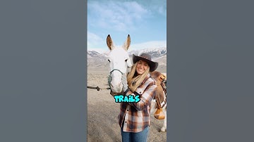 How To Saddle A MULE! [Top 5 Tips] #horse #equestrian #mules #horses #horseriding