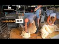 SHEARING 2021 AT COWLEY HILL