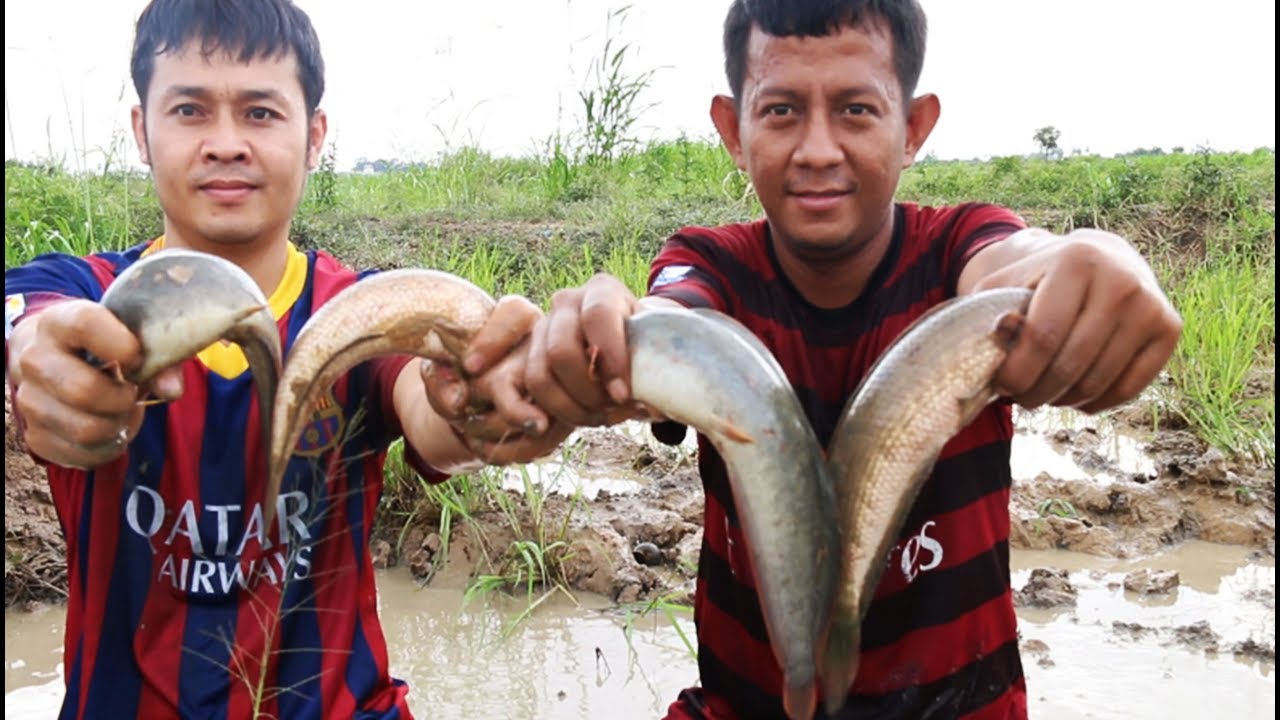 Real Fish Catching in The Rice Fields How To Catch Fish In Rice Fields ...