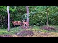 США 🇺🇸 ОЛЕНИ НА НАШЕМ ДВОРЕ // One minute with deer 🦌