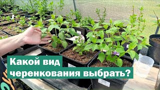 картинка: ПЛЮСЫ и МИНУСЫ видов черенкования МЕТЕЛЬЧАТОЙ ГОРТЕНЗИИ