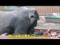 京都市動物園　ニシゴリラ　ゲンキ誕生日動画2019年版.　Birthday video of Genki, Western gorilla at Kyoto Zoo.