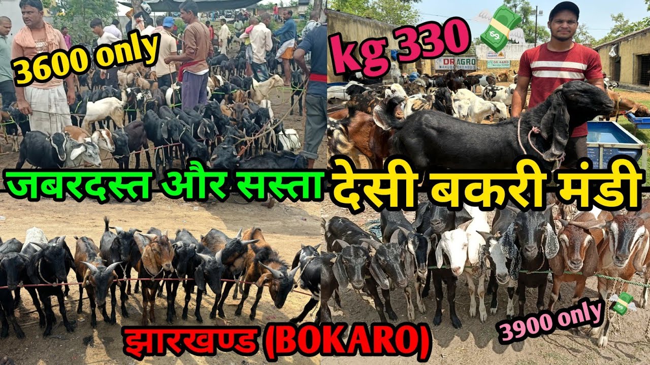 सबसे सस्ता बकरी बाजार goat market | झारखंड का सबसे सस्ता बकरी मंडी Bokaro Jharkhand |Bakri ￼ bazaar