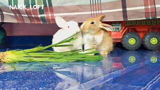 Rabbits Are Small Mammals Of The Order Of Lagomorpha, Along With Hares And Pikas.