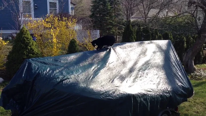 Cat on a Hot Tarp Roof