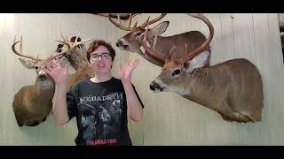 Whitetail Doe Taxidermy!