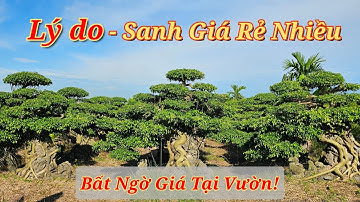 Tại sao lại có Giá Sanh Rẻ - Số lượng cả Ngàn cây, Báo Giá Cây Thực Tế