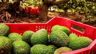 How to Produce AVOCADO SMOOTHIES in a Factory | Growing and Harvesting Avocados