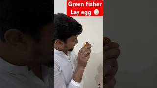 The Fischer Lovebird A Guide To Their Care, Behavior, And Unique Personality Lay Egg