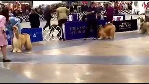 NEW USA Ch. All Breeds BIS winner at 8 mnths old J...