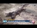 Two-headed Gator "discovered"