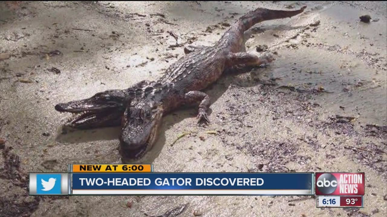⁣Two-headed Gator "discovered"